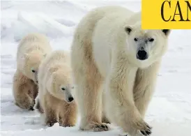  ?? JONATHAN HAYWARD / THE CANADIAN PRESS FILES ?? A polar bear and cubs go for a walk near Churchill, Man. There is growing disagreeme­nt between the Inuit and scientists on how climate change will affect the bears.