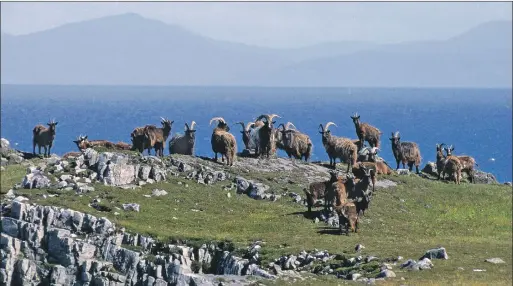  ?? ?? Above, Jura is home to herds of ancient wild goats; as is the storm-lashed rocks and cliffs of Rum, above right.