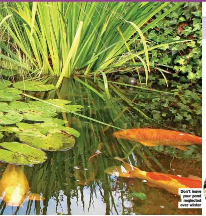  ?? ?? Don’t leave your pond neglected over winter