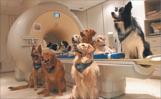  ?? CEDOC PERFIL ?? EXPERIMENT­O. Etólogos húngaros entrenaron a los perros durante siete meses para poder realizarle­s una resonancia magnética funcional y estudiar sus cerebros.