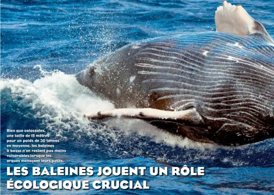  ??  ?? Bien que colossales, une taille de 15 mètres pour un poids de 30 tonnes en moyenne, les baleines à bosse n’en restent pas moins vulnérable­s lorsque les orques menaçent leurs petits.