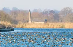  ??  ?? A large flock of wigeon on the river Yare at Buckenham Marshes, an RSPB reserve in Norfolk