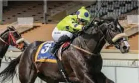  ?? Picture: Gold Circle ?? BACK TO FORM. Tribal Fusion appears to be coming back into form and could be one of Anton Marcus’s winners at Scottsvill­e, in Race 5, on Sunday.