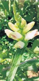  ?? ELLEN NIBALI ?? The white turtlehead plant is key to the survival of the Baltimore Checkerspo­t, Maryland’s official butterfly.