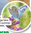  ??  ?? My favourite SSSI has large blue butterflie­s in summer