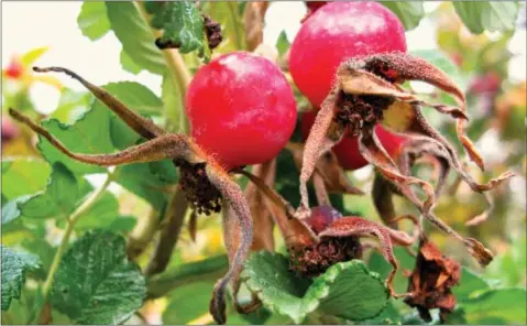  ?? DEAN FOSDICK VIA AP ?? This photo shows rose hips in a yard near Langley, Wash. Rose hips are members of the apple family and contain an abundance of Vitamin C, and they can be used in jellies, teas, sauces and soups and are sweeter after being exposed to frost.