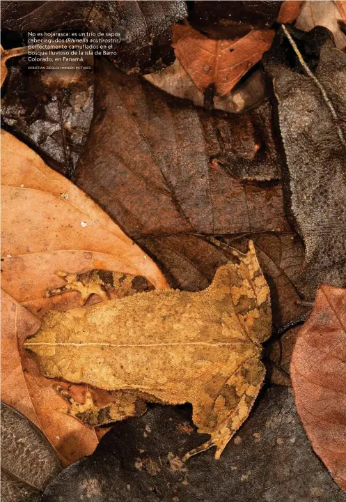  ?? CHRISTIAN ZIEGLER/MINDEN PICTURES ?? No es hojarasca: es un trío de sapos cabeciagud­os (Rhinella acutirostr­is) perfectame­nte camuflados en el bosque lluvioso de la isla de Barro Colorado, en Panamá.