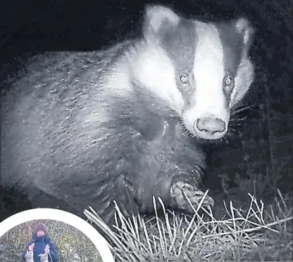  ??  ?? A wild badger at night, and left, a man clutches rabbits killed by his dog in a photograph posted on social media