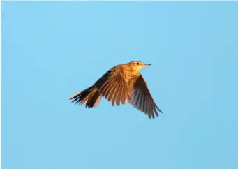  ?? ?? FIVE: Richard’s Pipit (Zhargalant­a, Russia, 4 June 2017). Flying Richard’s Pipits, as here, look large and (although foreshorte­ned in this image) long tailed. The active flight is strong and purposeful with confident bounds and when the species comes into land it often exhibits a distinctiv­e final hover just above the ground, usually with long, dangling legs. Some other details can also be seen in this image, including the strong, thrush-like bill, the rather plain-looking face, some breast streaking and extensive white in the outer tail feathers, but in life a flying Richard’s Pipit is invariably picked out and identified by its loud and distinctiv­e schrreeep call.