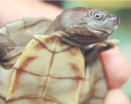  ?? PHOTOS: THE NEW YORK TIMES ?? MAIN PHOTO
A Burmese roofed turtle hatchling. Females are significan­tly larger than the males, while the males turn bright colours during breeding season.