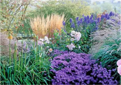  ??  ?? LEFT Upright calamagros­tis, spires of blue Aconitum carmichael­ii ‘Arendsii’, pink phlox, Kniphofia rooperi, miscanthus and Aster amellus ‘Violet Queen’ make an upbeat mix that will linger in a mild autumn