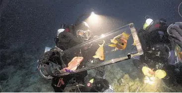  ?? Elliott Jessup ?? Bart Shepard, director of the California Academy of Sciences’ Steinhart Aquarium collects fish in the Verde Island Passage in the Philippine Islands. The expedition discovered dozens of new life forms.