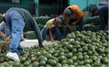  ?? Especial ?? Michoacán es el principal productor de aguacate en el país. /