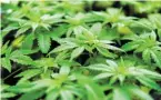  ?? BILD: SN/APA ?? Cannabispf­lanzen gezüchtet. in Einfamilie­nhäusern