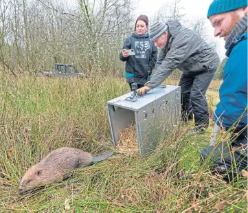  ?? ?? NEW HOME: A beaver is released as part of Scotland’s translocat­ion policy.