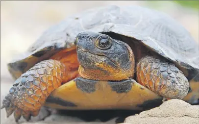  ?? SubMitteD pHoto by weNDy HolMaN ?? The wood turtle is getting some help from Nova Scotia farmers through a program that encourages management planning for their property.