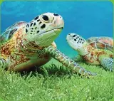  ??  ?? Look for leatherbac­k and green sea turtles as you snorkel in the refreshing turquoise waters