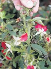  ?? SUE OGROCKI/AP ?? A telltale sign of rose rosette virus is thorny stems and clusters of stems called rosettes or “witches’ brooms.”