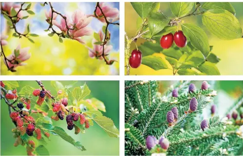  ?? FOTOS: DPA (3), IMAGO ?? Kleine Bäume: Magnolie (links oben), Kornelkirs­che (rechts oben), schwarzer Maulbeerba­um (links unten) und die Korea-Tanne (rechts unten).
