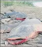  ?? HT FILE ?? Thousands of fish in the river died after molasses leaked from a sugar mill in Gurdaspur district on May 17.