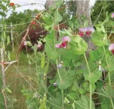  ?? SONIA DAY PHOTOS ?? Swedish Red peas grew easily in Sonia Day’s garden this summer, producing lots of pods.