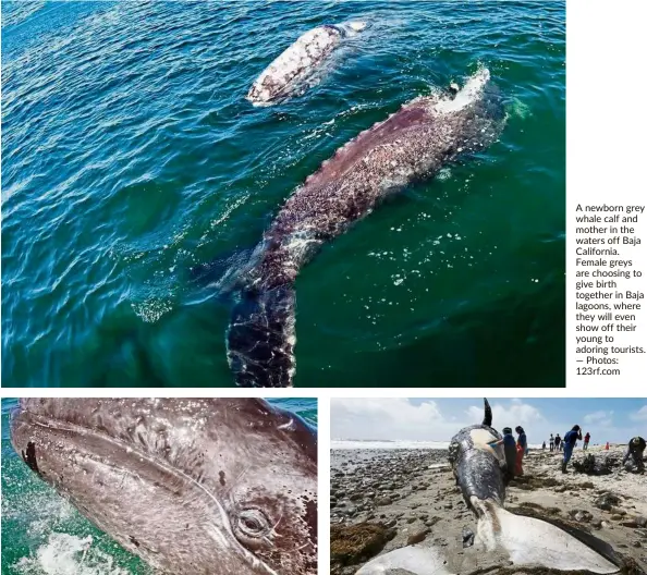  ?? — TNs — Photos: 123rf.com ?? a newborn grey whale calf and mother in the waters off Baja California. Female greys are choosing to give birth together in Baja lagoons, where they will even show off their young to adoring tourists. Biologists from the NOaa, southwest Fisheries service Center, taking tissue and skin samples from a decomposin­g 13m grey whale in California. Experts are exploring reasons for the spike in strandings, the most in nearly 20 years.