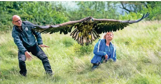  ?? FOTO: MALZBENDER ?? Dirk Sindhu und Biologin Petra Sperlbaum von der Greifvogel­station Wesel haben den Seeadler auf der Bislicher Insel wieder ausgewilde­rt.