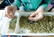  ?? (foto Newpress) ?? Piantagion­i A destra una coltivazio­ne di Legal Weed. Sopra e sotto la marijuana pronta per la vendita