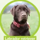  ??  ?? Labrador retriever