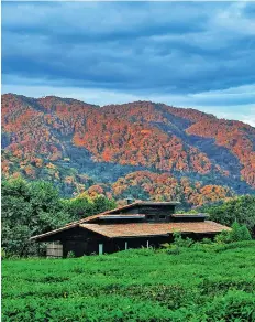  ??  ?? Nyungwe National Park in Rwanda incorporat­es one of the oldest forests in Africa