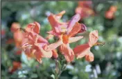  ?? PICTURE: LUKAS OTTO ?? The Cape honeysuckl­e (Tecoma capensis) is a sprawling shrub, often used to beatify an unsightly wall or garden shed.