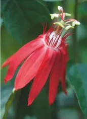  ??  ?? 2 Conservato­ry jungle
If you have a warm conservato­ry, you could try training exotic climbers around the roof. Plant Passiflora vitiolia ‘Scarlet Flame’ in a 25cm pot containing a mixture of sand and John Innes number 3.