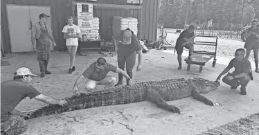  ?? PROVIDED ?? Ricky Flynt, center, helps measure a 14-foot, 3-inch alligator caught by Donald Woods, of Oxford. Flynt had tagged the same alligator in 2007 while working for the Department of Wildlife, Fisheries and Parks.