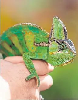  ?? Picture: Kim Cessford. ?? Rosyth woman Sharon Muir has got her pet chameleon back after it escaped nearly five weeks ago.