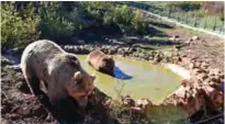  ??  ?? Brown bears gather at a pond in the shelter.