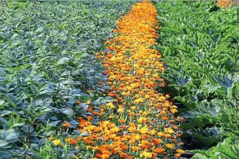  ?? ?? Border buddies: Marigolds alongside edibles keeps unwanted insects at bay