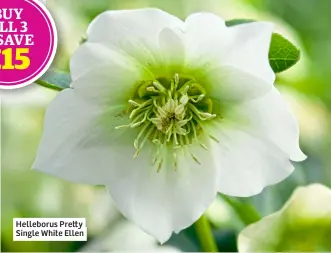  ?? ?? Helleborus Pretty Single White Ellen