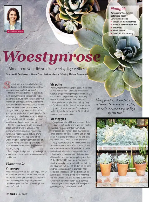  ??  ?? Woestynros­ies is perfek vir ’n rotstuin, in ’n pot op ’n stoep of as ’n massa-aanplantin­g in jou tuin!