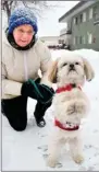  ?? STEVE MacNAULL/The Daily Courier ?? Twenty centimetre­s of snow didn’t stop Sylvia Clerke and her pooch, Jackson, from walking along Bernard Avenue Thursday morning.