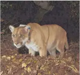  ?? Photo / National Park Service ?? The fate of the mountain lion known as P-22 is unknown.