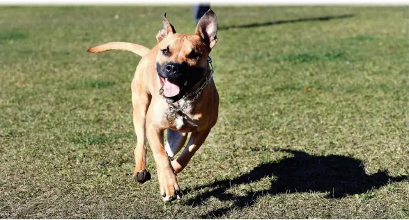  ?? CITIZEN PHOTO BY BRENT BRAATEN ?? Titan enjoys the dog park at Cpl. Darren Fitzpatric­k Bravery Park in the Hart on Tuesday afternoon.