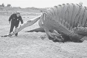  ?? SETH WENIG/ AP ?? A man touches a dead whale in Lido Beach, N. Y., on Jan. 31. It is one of several cetaceans found along the shores of New York and New Jersey.