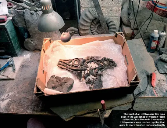  ??  ?? The skull of an ichthyosau­r lies on a desk in the workshop of veteran fossil collector Chris Moore in Charmouth. Ichthyosau­rs were marine reptiles that grew to more than ten metres in length