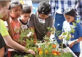  ?? RECORDER PHOTO BY CHIEKO HARA ?? Above: Students gets their hands dirty planting seeds and Westfield Elementary School second-graders, left, learn how to milk a cow by hand on Friday, May 11, during Farm Day at the Portervill­e Fair. About 1,500 local second-graders visited at least...