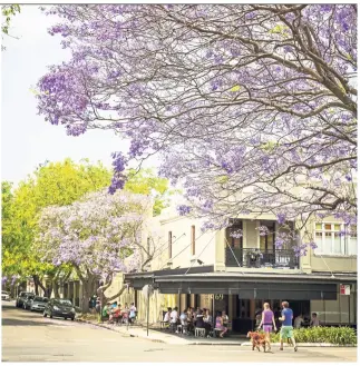  ?? — Photos: Destinatio­n NSW ?? Jacarandas in bloom around a cafe in Surry Hills.