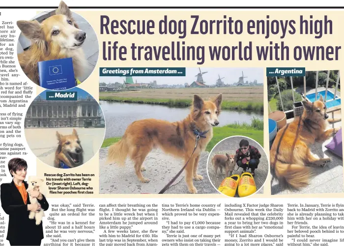  ??  ?? ... Madrid Rescue dog Zorrito has been on his travels with owner Terrie Orr (inset right). Left, doglover Sharon Osbourne who flies her pooches first class
Greetings from Amsterdam ...
... Argentina