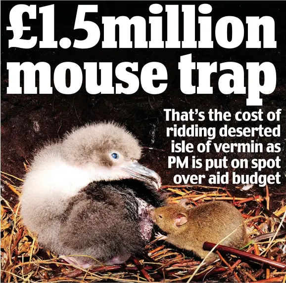  ??  ?? Endangered: One of the super-sized mice on the island attacking an albatross chick – just 2,000 pairs of the rare bird now remain