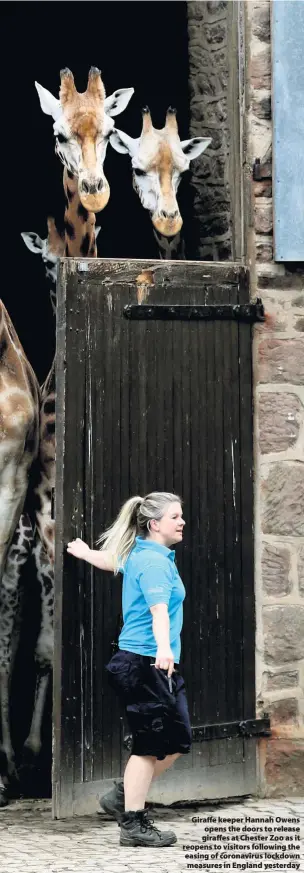  ??  ?? > Giraffe keeper Hannah Owens opens the doors to release giraffes at Chester Zoo as it reopens to visitors following the easing of coronaviru­s lockdown measures in England yesterday