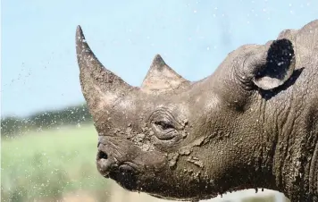  ??  ?? PROPOSAL to increase the number of black rhinos that can be killed as trophies has been met with mixed reaction at the Conference of Parties for the Convention on Internatio­nal Trade in Endangered Species, being held in Geneva.