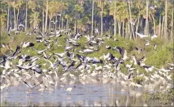  ??  ?? El bosque es el gran receptor de agua. El agua es sinónimo de vida pero nuestras institucio­nes tienen otra escala de valores y no están comprometi­das con la preservaci­ón.